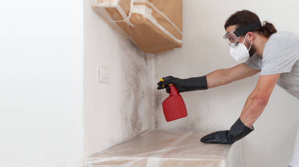 Professional Basement Mold Remediation technician working in Boxborough, MA