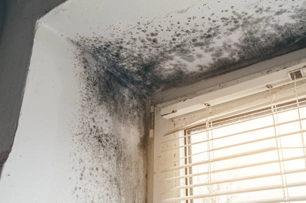 Affordable Basement Mold Remediation solutions in Boxborough, MA